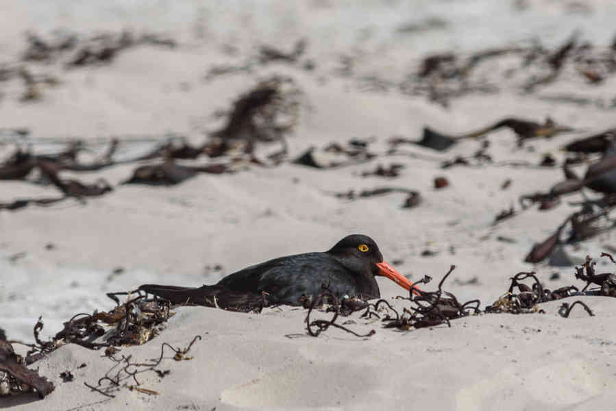 Pájaro Ostrero Austral - islas Falkland o Malvinas 04.jpg